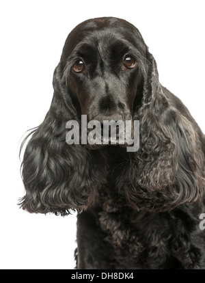 Nahaufnahme von einem English Cocker Spaniel, schaut in die Kamera vor weißem Hintergrund Stockfoto