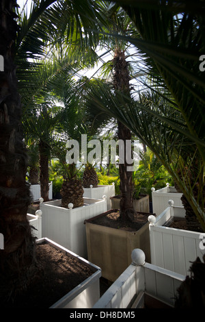 Die Orangerie des Vichy Gartenbau Zentrums ermöglicht Palm Tree Erhaltung während der Wintersaison (Frankreich). Stockfoto