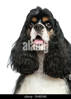 Nahaufnahme von einem American Cocker Spaniel keuchend vor weißem Hintergrund Stockfoto