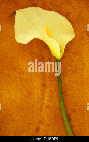 Arum Lilie Zantedeschia Aethiopica 'Crowborough'. Studioaufnahme des einzigen cremige weiße Blume auf langen grünen stammen auf Beige liegend Stockfoto