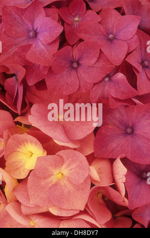 Hydrangea Macrophylla 'Niedersachsen'. Nahaufnahme des Teils des rosa Blütenstand von Mophead Hortensie Füllung Bildausschnitt. Stockfoto