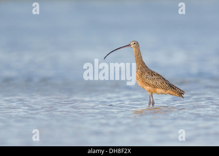 Weibliche lang-Brachvogel (Numenius Americanus) - Fort Desoto, Florida Stockfoto