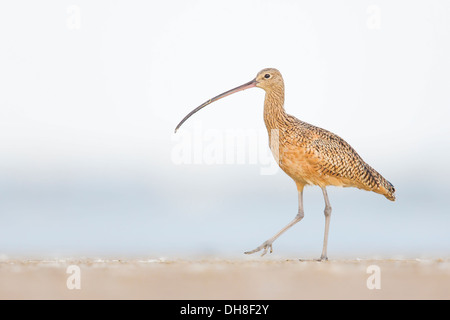 Weibliche lang-Brachvogel (Numenius Americanus) - Fort Desoto, Florida Stockfoto