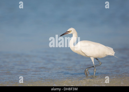 Morph rötliche Silberreiher (Egretta saniert) - Fort Desoto, Florida Stockfoto