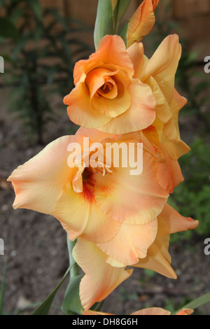 Blume Gladiole (Gladiolus Communis) Stockfoto