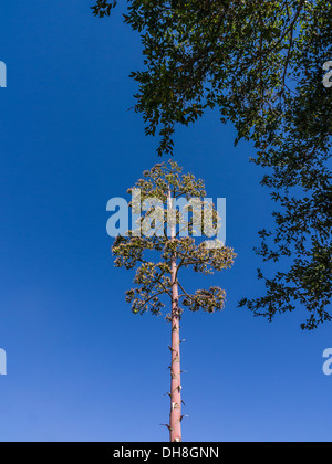 Jahrhundertpflanze (Agave Americana) blühen in Ojai, Kalifornien. Stockfoto