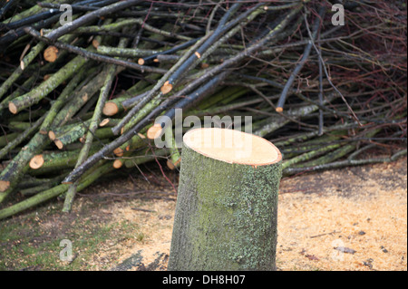 Frisch gefällten Baum abgeholzt Brennholz Stockfoto