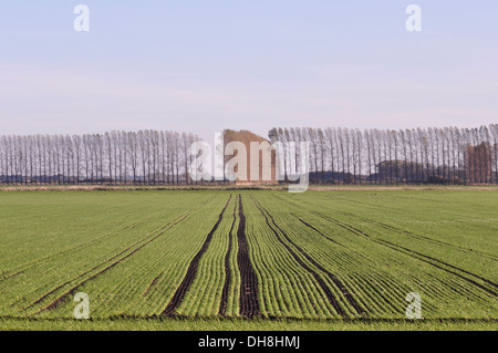 Auf Feltwell Anker, Süd-weest Norfolk Fenland. Stockfoto