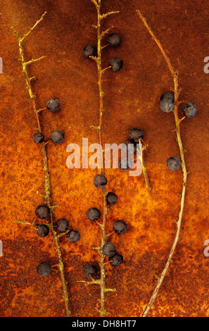 Schlehe, Prunus Spinosa. Studioaufnahme von drei Zweige von Blackthorn mit Schlehen Beeren auf rostigen Blech liegen. Stockfoto