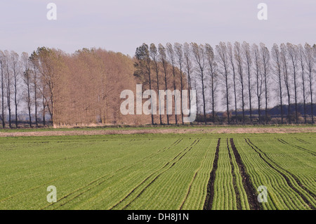 Auf Feltwell Anker, Süd-weest Norfolk Fenland. Stockfoto