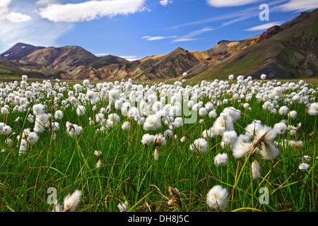 Der Scheuchzer-Wollgras / weißes Wollgras (Wollgras Scheuchzeri) im Moorland in Landmannalaugar, Island Stockfoto