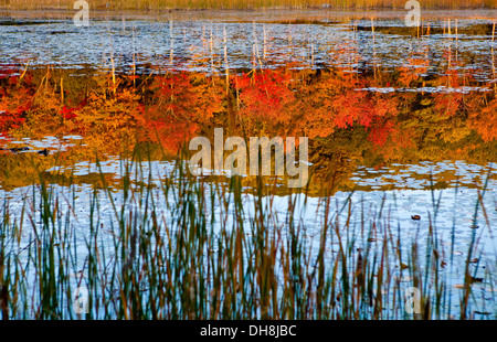 Herbstfarben spiegeln sich in einem kleinen See im Brunnen Teich Park in der Nähe von Great Barrington, Berkshire County, Massachusetts Stockfoto