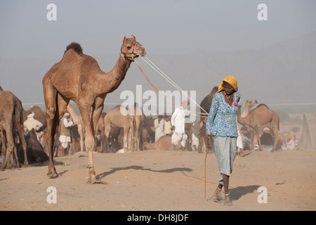 Frau mit Kamelen in Richtung Pushkar Camel Fair Stockfoto