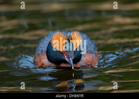 Ohrentaucher (Podiceps Auritus) in bunten Zucht Gefieder zeigen braune geschwollenen Ohr Tufts beim Schwimmen im See im Frühling Stockfoto