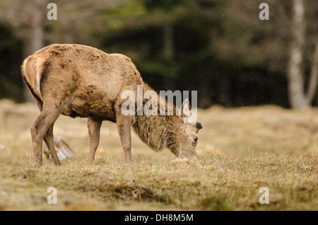 Hirsch in samt, Weiden. Stockfoto