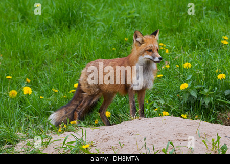 Rotfuchs (Vulpes Vulpes) am Eingang der Höhle auf Grünland im Frühjahr Stockfoto