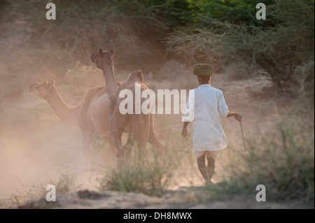 Kamel Herder mit Kamelen in Richtung Pushkar Camel Fair Stockfoto