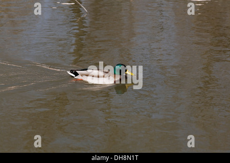 Stockente Anas Platyrhynchos, Männchen, Schwimmen Stockfoto