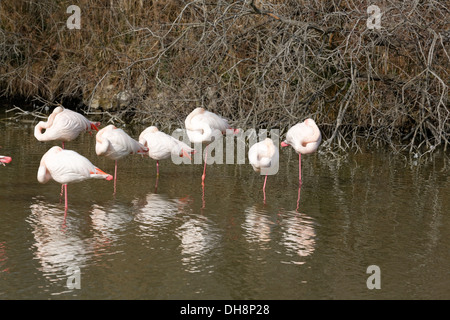 Großen Flamingo. Phoenicopterus Ruber. Saintes Maries De La Mer Stockfoto