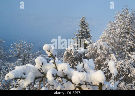 Frischer Schnee bedeckt Bäume und Äste an einem Wintermorgen Stockfoto