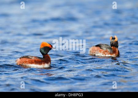 Paar gehörnten Haubentaucher (Podiceps Auritus) in der Zucht Gefieder mit Ohr Tufts, Schwimmen im See im Frühling Stockfoto