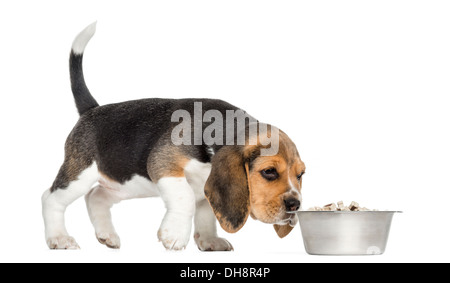 Seitenansicht eines Beagle Welpen schnüffeln Essen in einer Schüssel vor weißem Hintergrund Stockfoto