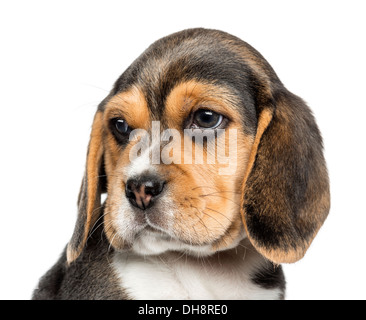 Nahaufnahme eines Beagle Welpen wegschauen vor weißem Hintergrund Stockfoto