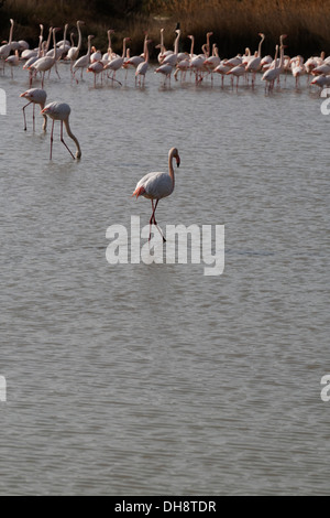 Großen Flamingo. Phoenicopterus Ruber. Saintes Maries De La Mer Stockfoto