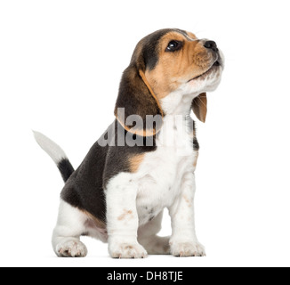 Seitenansicht eines Beagle Welpen sitzen und heulen, vor weißem Hintergrund suchen Stockfoto