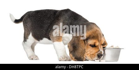 Seitenansicht eines Beagle Welpen schnüffeln Essen in einer Schüssel vor weißem Hintergrund Stockfoto