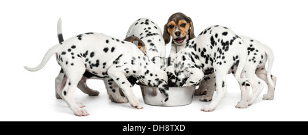 Gruppe von dalmatinischen und Beagle Welpen Essen alle zusammen vor weißem Hintergrund Stockfoto