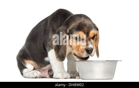 Beagle Welpen sitzen vor einem Hundenapf vor weißem Hintergrund Stockfoto