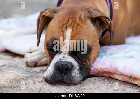 Boxer Hund ruht in einem Garten, Novato, Marin County, Kalifornien, USA. Stockfoto