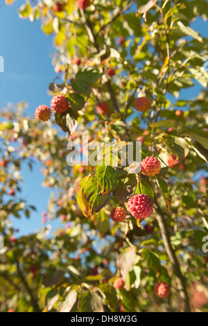 äußerst ungewöhnlich Ausländer fast sieht rot rosa Frucht Früchte Kousa Hartriegel Baum Art Himbeere Stockfoto