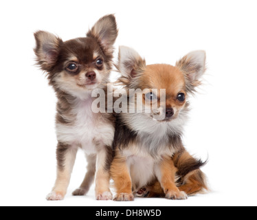 Zwei Chihuahuas nebeneinander vor weißem Hintergrund Stockfoto