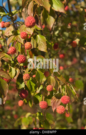 äußerst ungewöhnlich Ausländer fast sieht rot rosa Frucht Früchte Kousa Hartriegel Baum Art Himbeere Stockfoto