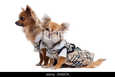 Zwei verkleidete Chihuahuas nebeneinander vor weißem Hintergrund Stockfoto