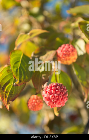 äußerst ungewöhnlich Ausländer fast sieht rot rosa Frucht Früchte Kousa Hartriegel Baum Art Himbeere Stockfoto