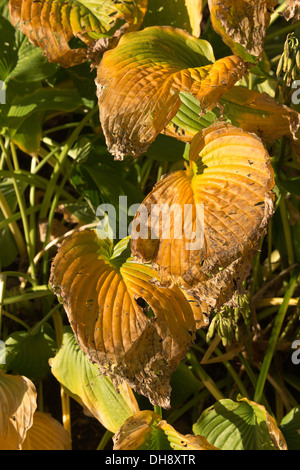 Schlimmen Fall von Pest Schäden an Hosta verlässt im Spätsommer viele Löcher von Schnecken Schnecken und kleine Insekten gegessen Stockfoto