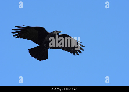 Große schwarze Vogel die AAS-Krähe im Flug. Stockfoto