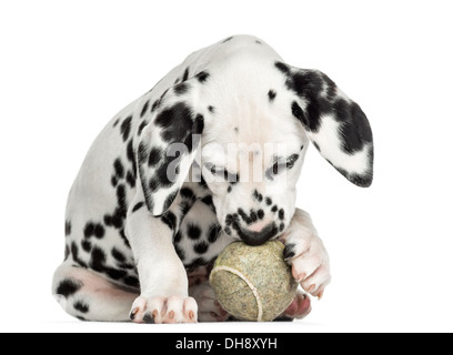 Vorderansicht eines Dalmatiner Welpen das Spiel mit einem Tennisball auf weißen Hintergrund Stockfoto