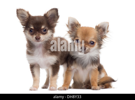 Zwei Chihuahuas nebeneinander vor weißem Hintergrund Stockfoto