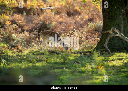 Damwild Reh Weiden im Schatten eines Baumes Stockfoto