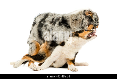 Border Collie und Australian Shepherd vor weißem Hintergrund zusammen zu spielen Stockfoto