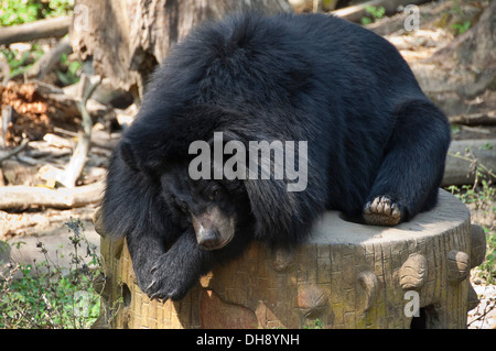 Horizontal in der Nähe bis eine asiatische schwarz tragen in der Sonne ausruhen. Stockfoto