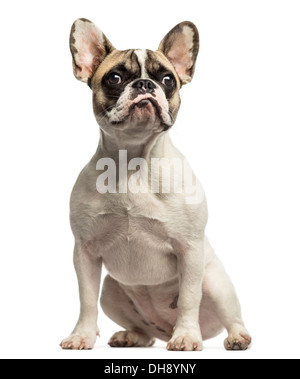 Französische Bulldogge sitzend, auf der Suche auf weißem Hintergrund Stockfoto