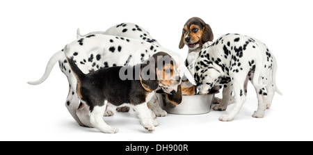 Gruppe von dalmatinischen und Beagle Welpen Essen alle zusammen vor weißem Hintergrund Stockfoto
