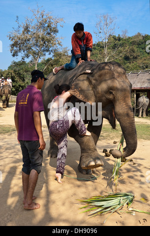 Vertikale Nahaufnahme eines westlichen Touristen, die Montage eines Elefanten die traditionellen Art und Weise ein Elefant Sanctuary in Laos. Stockfoto