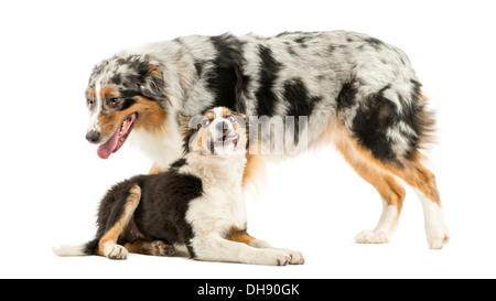 Border Collie und Australian Shepherd vor weißem Hintergrund zusammen zu spielen Stockfoto