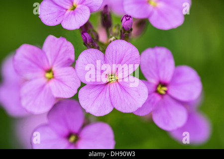 Süße Rakete, Hesperis Matronalis. Nahaufnahme der Blütenstand von vier Blütenblättern blass lila Blüten. Stockfoto